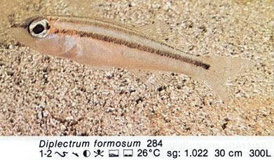 Diplectrum formosum